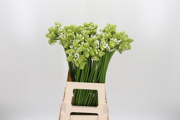 <h4>Ornithogalum Saundersiae</h4>