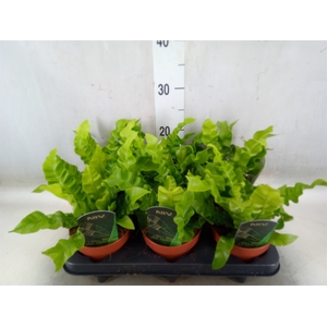 Asplenium nidus 'Crispy Wave'