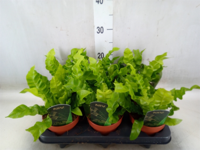 <h4>Asplenium nidus 'Crispy Wave'</h4>