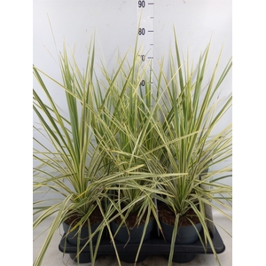 Cordyline   ...