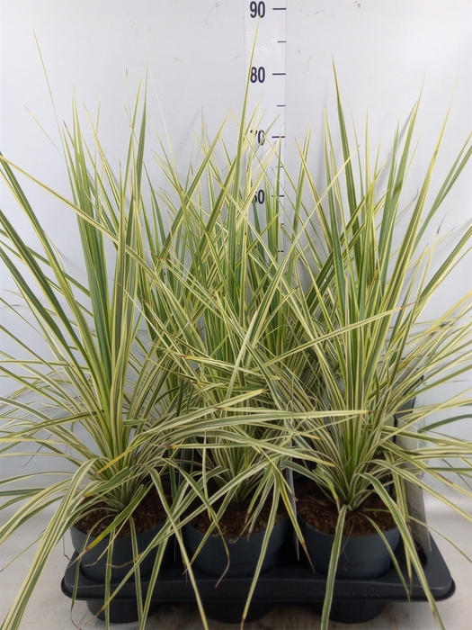 <h4>Cordyline   ...</h4>