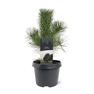 Pinus nigra nigra