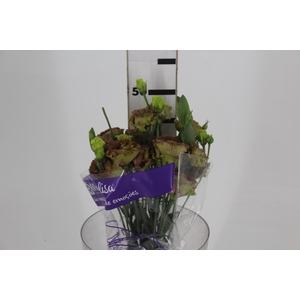 LISIANTHUS ROSANNE TERRACOTA