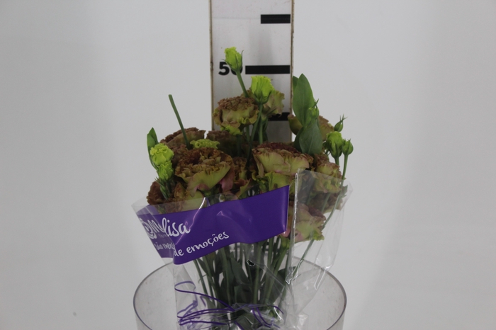 <h4>LISIANTHUS ROSANNE TERRACOTA</h4>