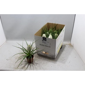 Tillandsia cyanea Biancini 9Ø 25cm