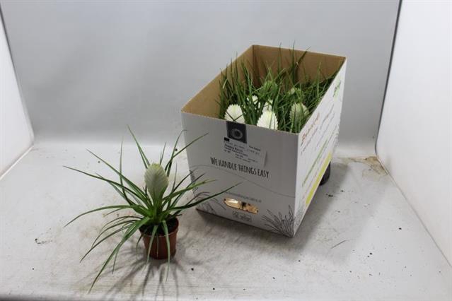 Tillandsia cyanea Biancini 9Ø 25cm