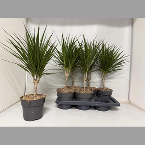DRA MARGINATA