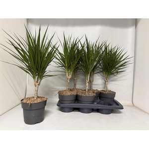 DRA MARGINATA