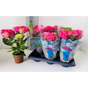 HYDR M EARLY ROSA