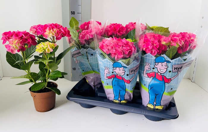 <h4>HYDR M EARLY ROSA</h4>