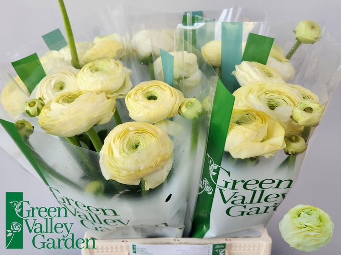 <h4>RAN EL CREME</h4>