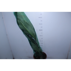 SPATHIPHYLLUM SENSATION THEA P24 SEM FLOR