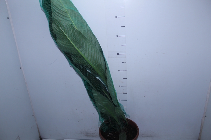 SPATHIPHYLLUM SENSATION THEA P24 SEM FLOR