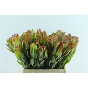 Leucad Laurel Yellow
