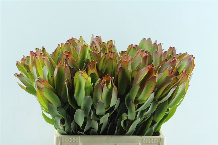 <h4>Leucad Laurel Yellow</h4>