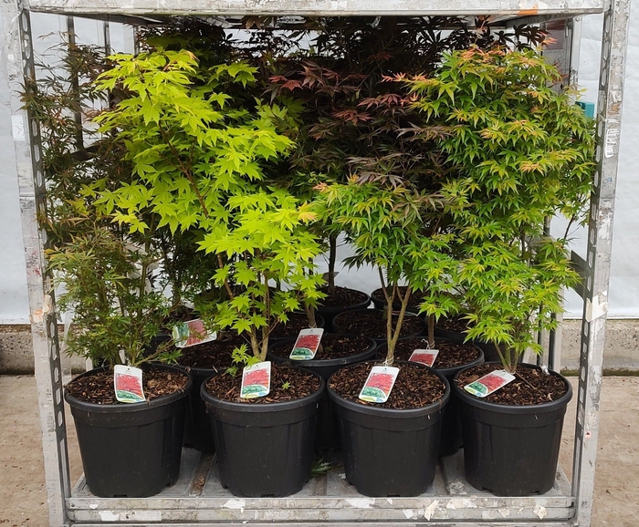 <h4>ACER PALMATUM</h4>