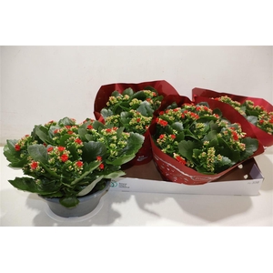 arr8 Kal Ge Don Justino