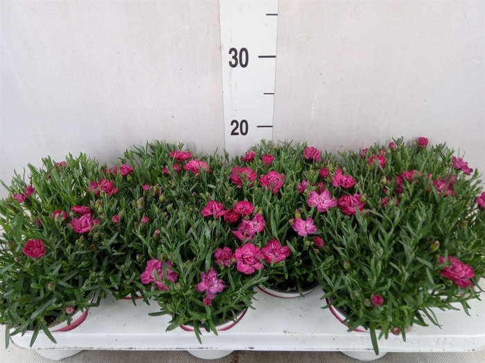 <h4>Dianthus  'Diantica Early Love'</h4>