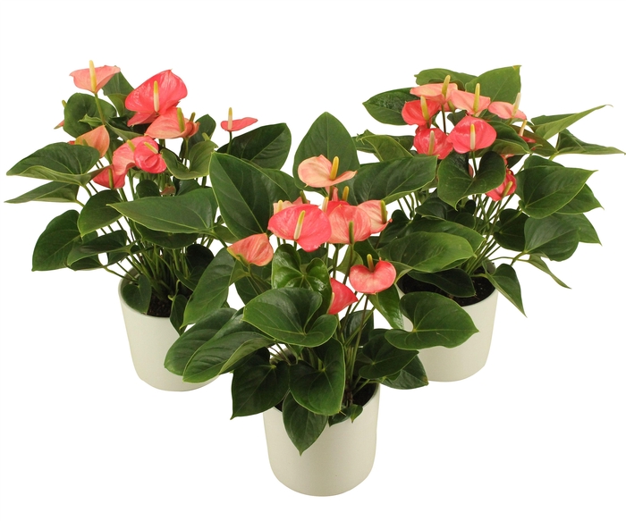 <h4>Anthurium XL.54 Paris Pink 14cm</h4>