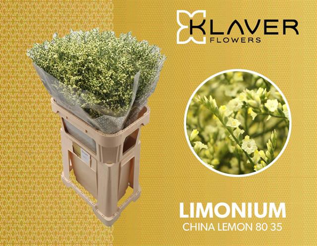 <h4>LIM SIN CHINA LEMON</h4>