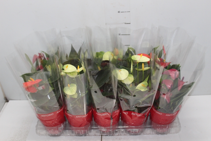 <h4>ANTHURIUM VARIADO P12</h4>