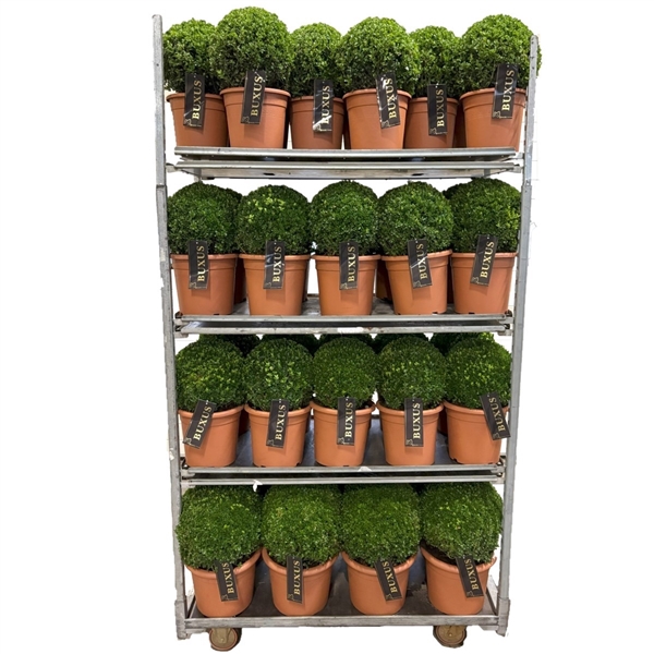 <h4>Buxus sempervirens Mix cc 2</h4>