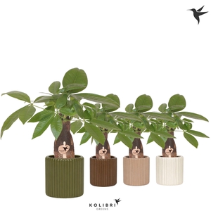 Kolibri Greens Pachira in Ritual pot mix
