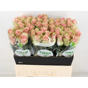 R GR BELLE ROSE