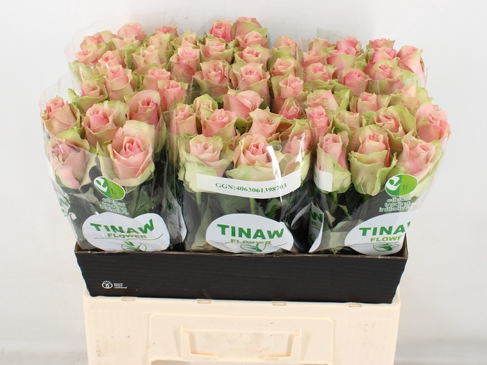 R GR BELLE ROSE