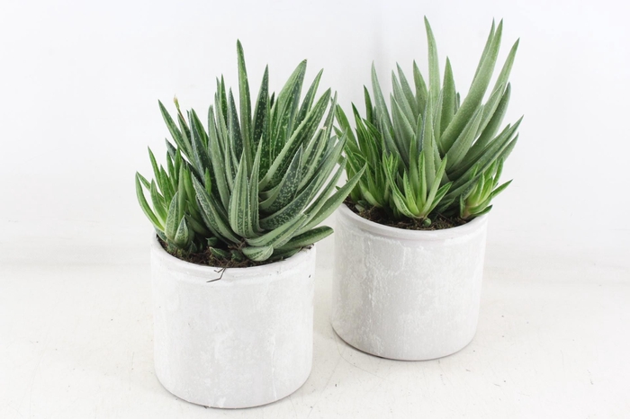 <h4>arr3 SN - Ker. pot stone x4</h4>