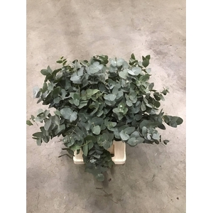 EUCA CINEREA X10 PER FUST