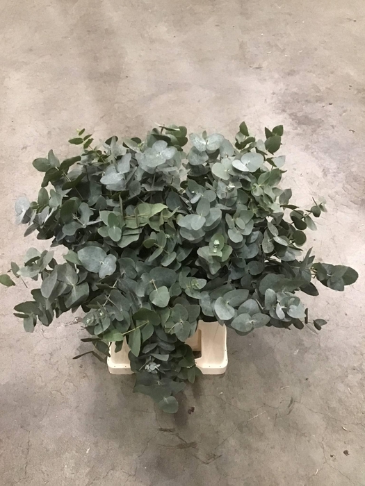 <h4>EUCA CINEREA X10 PER FUST</h4>