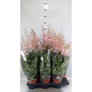 Astilbe   ...