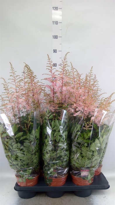 <h4>Astilbe   ...</h4>