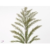 ACACIA MIMOSA LUNA DI ARGENTO