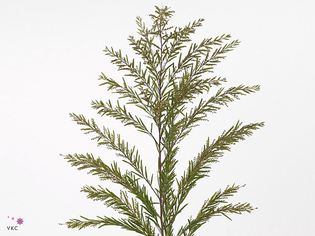 ACACIA MIMOSA LUNA DI ARGENTO