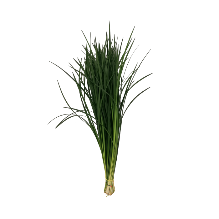 <h4>LILLYGRASS</h4>