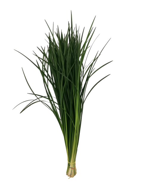 <h4>LILYGRASS G.O.</h4>