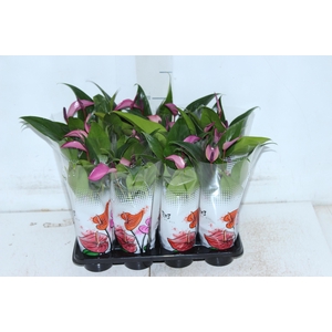 ANTHURIUM ROXO P06