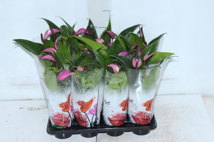 <h4>ANTHURIUM ROXO P06</h4>