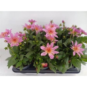 Dahlia (Miscellaneous Grp) Dalina Maxi Starburst Pink