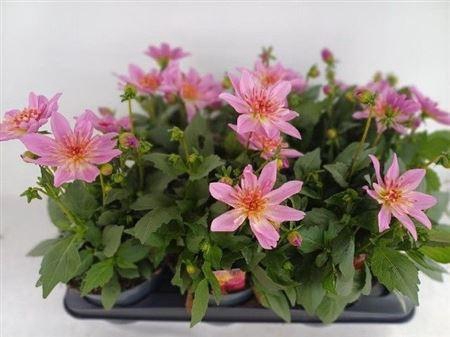 <h4>Dahlia (Miscellaneous Grp) Dalina Maxi Starburst Pink</h4>