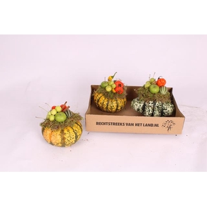 CUCURBITA