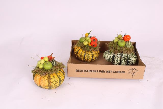 <h4>CUCURBITA</h4>