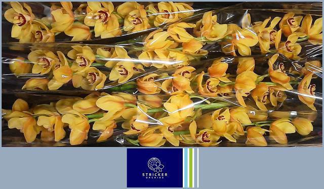 <h4>CYMB T RIJSENHOUT</h4>