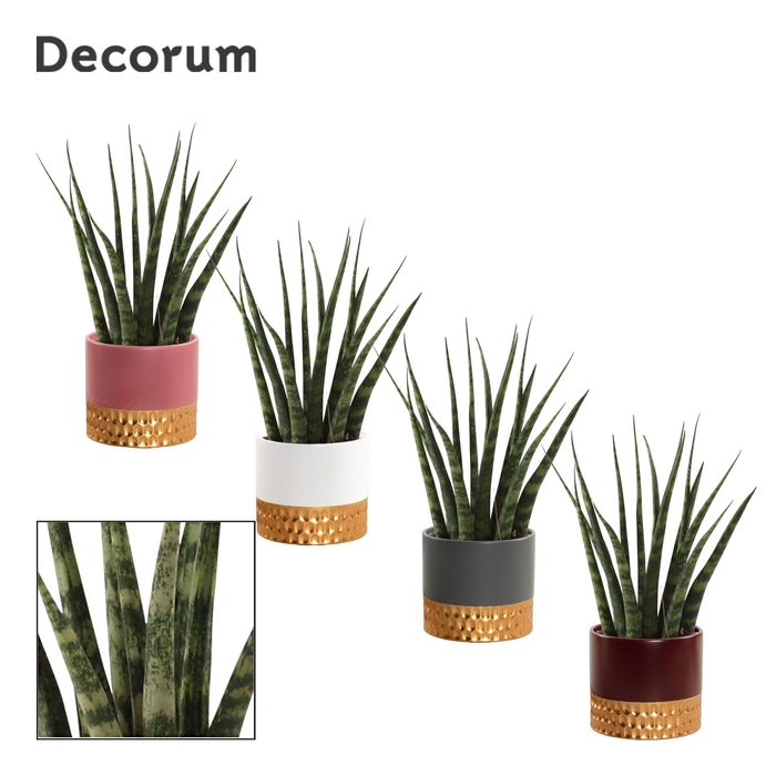 <h4>Sansevieria Fernwood 9 cm in Frederique (Rich love-collection)</h4>