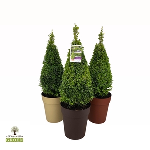 Buxus sempervirens Piramide 60-80