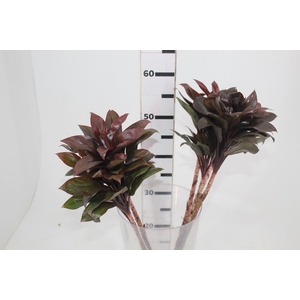 FOLHAGEM DRACENA BABY CHOCOLATE