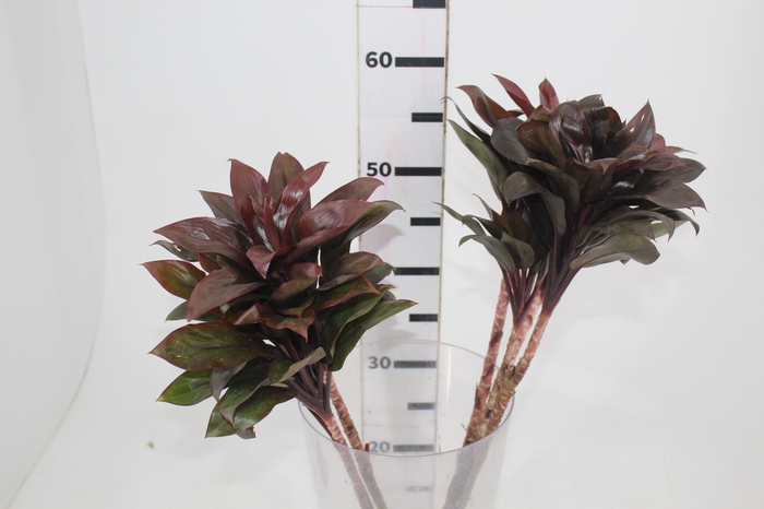 <h4>FOLHAGEM DRACENA BABY CHOCOLATE</h4>
