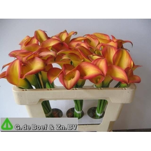Calla Groen